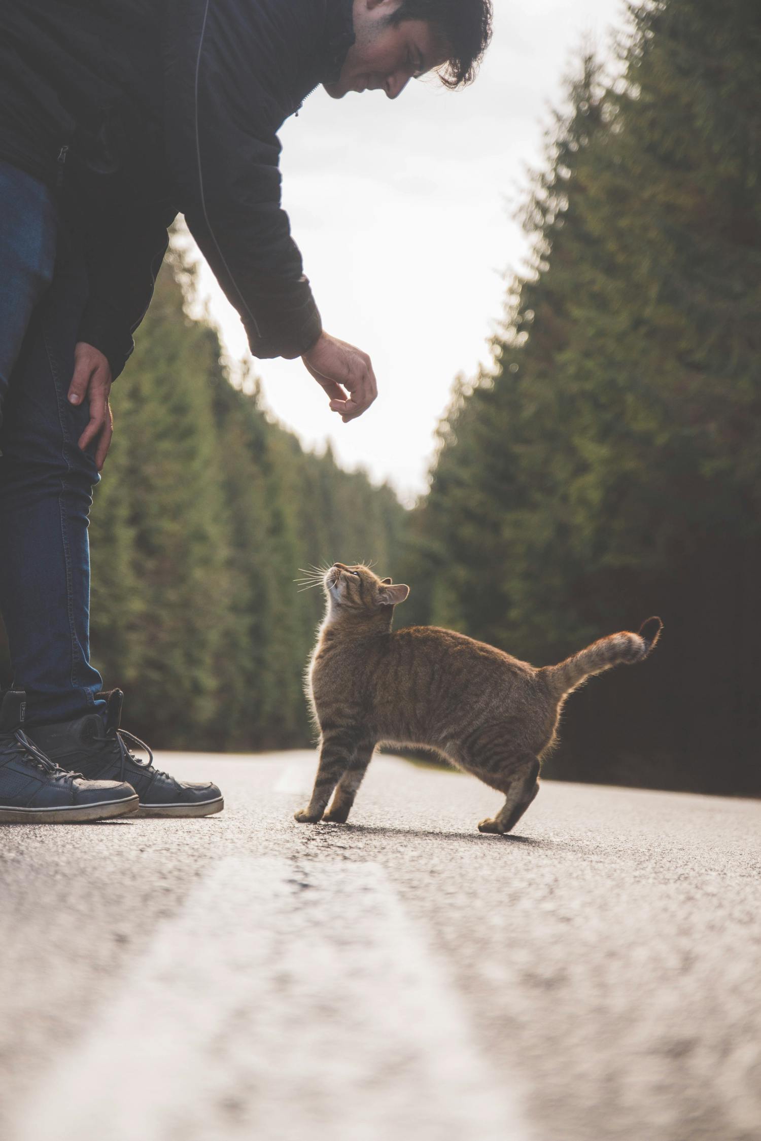 狸花猫把橘猫踢成直立形态，狸花猫与橘猫的激烈对决，瞬间变身直立姿态的橘猫挑战